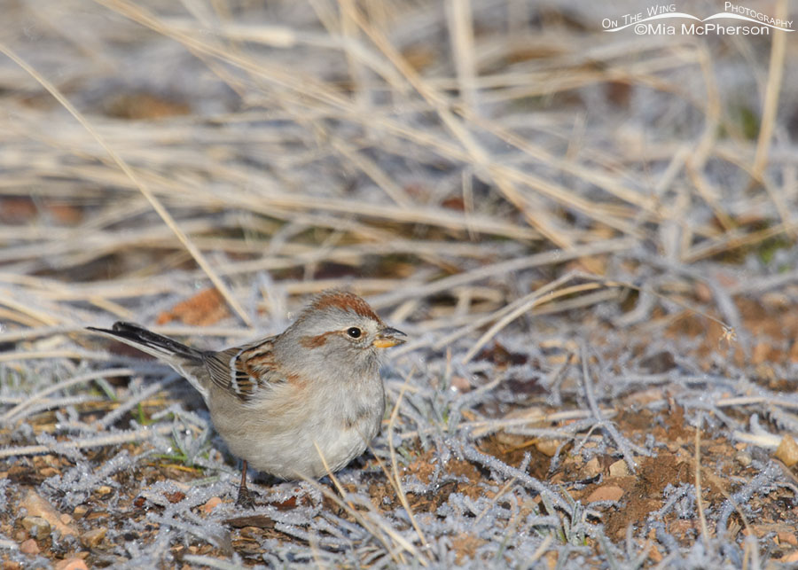 Adult American Tree Sparrow foraging on frosty ground, Wasatch Mountains, Summit County, Utah