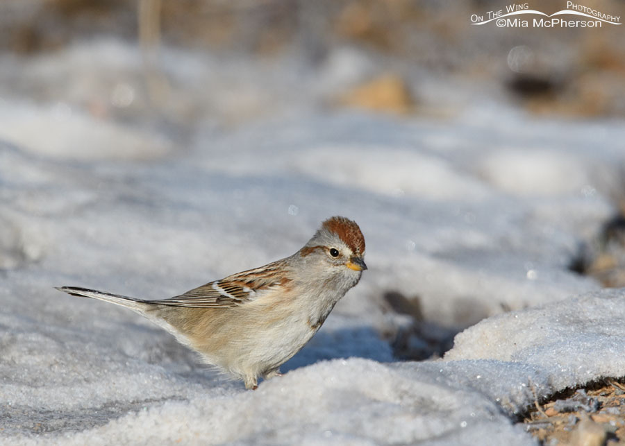 American Tree Sparrow in roadside snow, Wasatch Mountains, Summit County, Utah