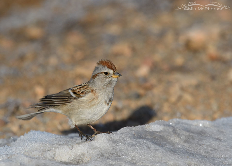 Excited American Tree Sparrow, Wasatch Mountains, Summit County, Utah