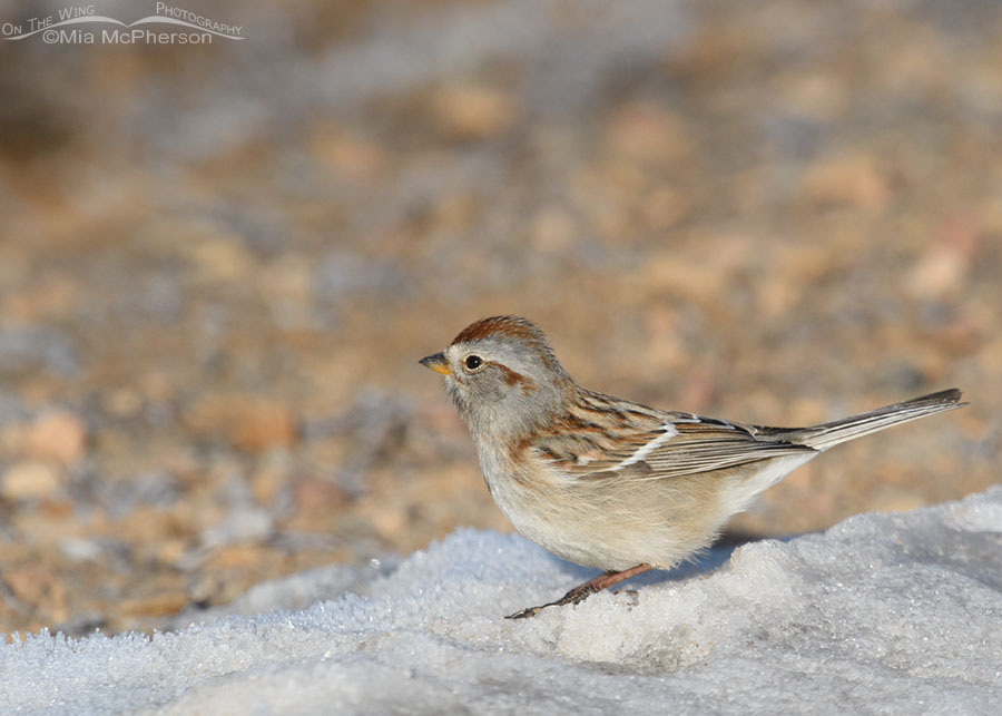 American Tree Sparrow high in the Wasatch Mountains, Summit County, Utah