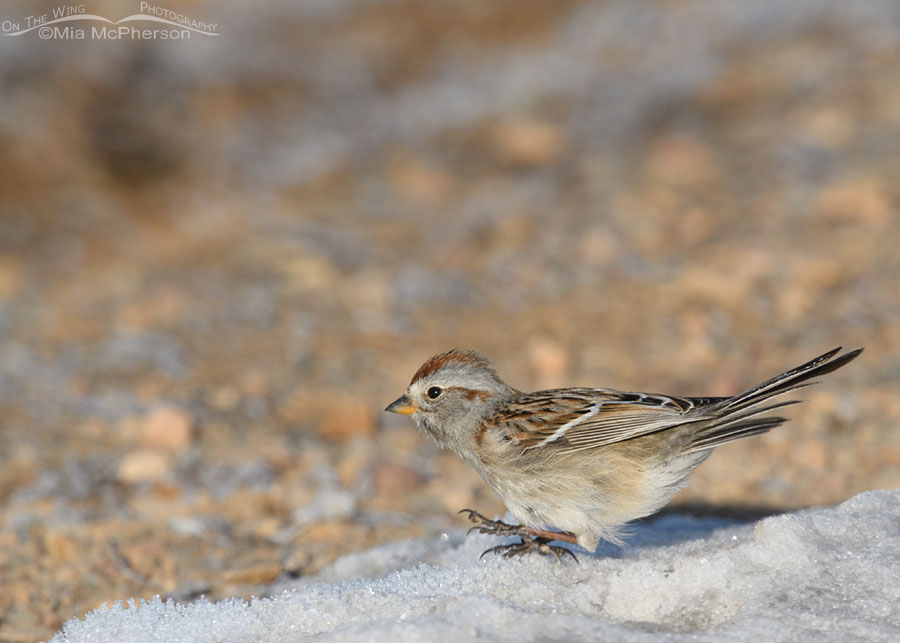 American Tree Sparrow in the snow, Wasatch Mountains, Summit County, Utah