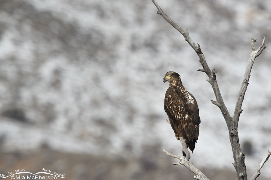 Immature Bald Eagle perched near the Weber River, Wasatch Mountains, Summit County, Utah