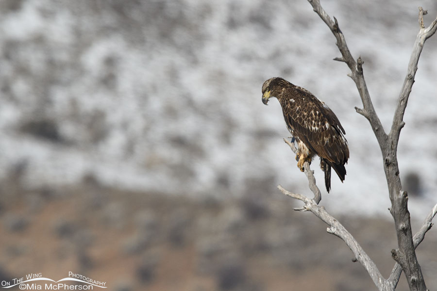 Immature Bald Eagle looking at the Weber River, Wasatch Mountains, Summit County, Utah