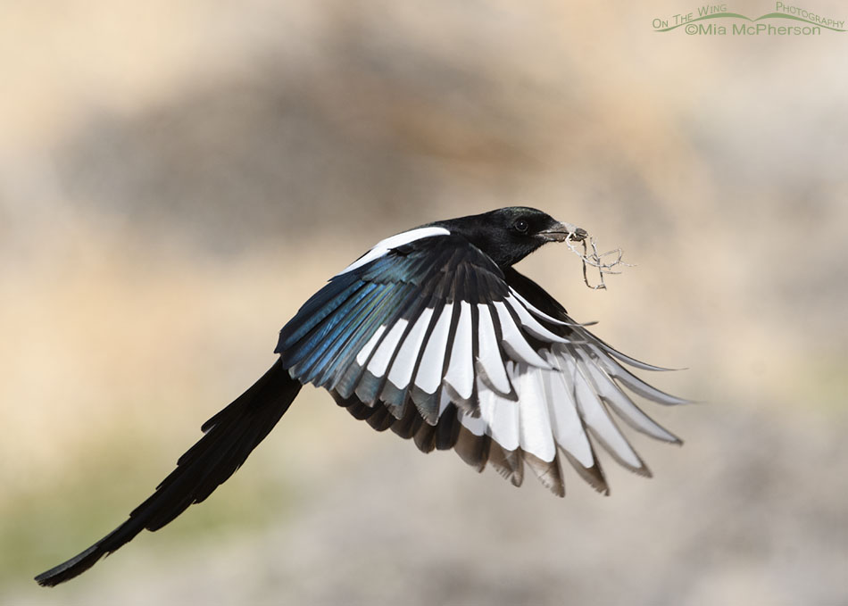 Adult Black-billed Magpie with nesting material, Adult Black-billed Magpie with nesting material, Antelope Island State Park, Davis County, Utah