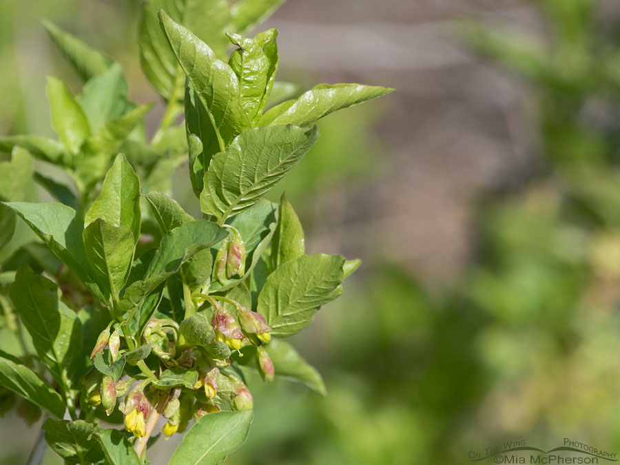 Black Twinberry Honeysuckle in bloom, Wasatch Mountains, Summit County, Utah
