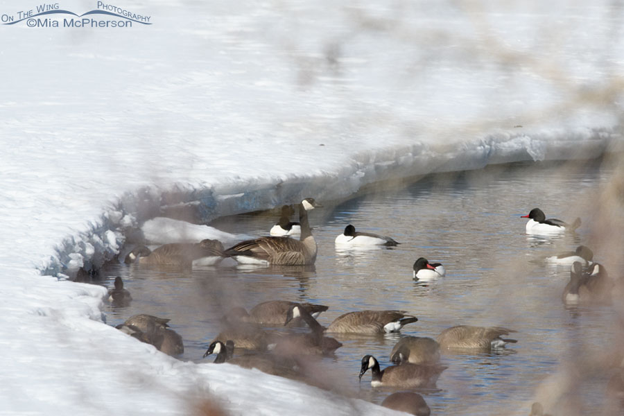 Canada Geese and Common Mergansers on the Weber River, Wasatch Mountains, Summit County, Utah