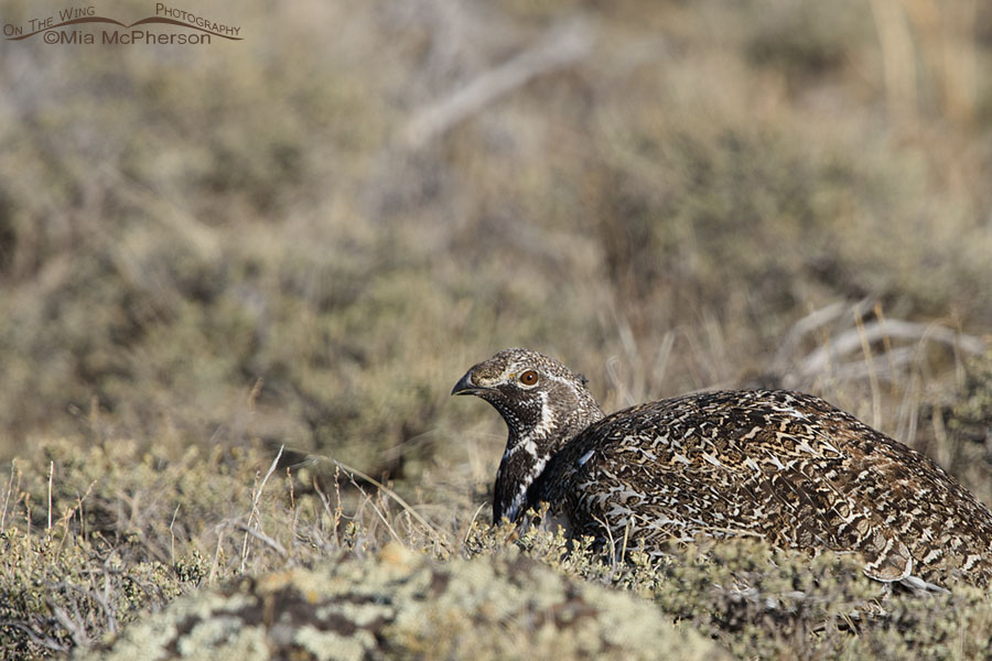 Greater Sage-Grouse male close up, Wayne County, Utah