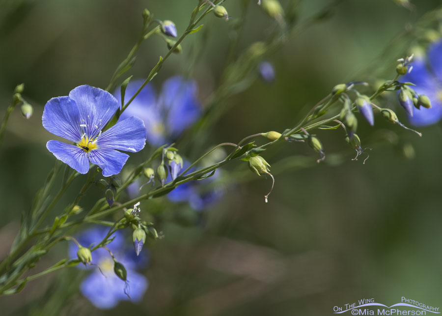 Lewis's Flax in the Wasatch Mountains, Summit County, Utah