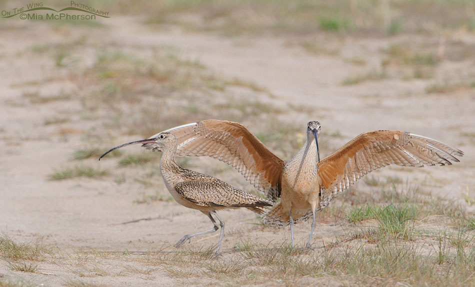 Male Long-billed Curlews fighting on their breeding grounds, Antelope Island State Park, Davis County, Utah