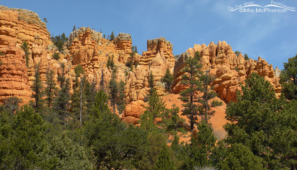 Red Canyon spires, hoodoos and pinnacles, Red Canyon, Dixie National Forest, Garfield County, Utah