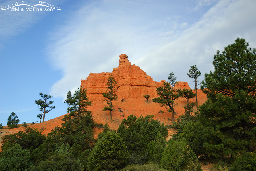 Red Canyon under a cloudy sky, Red Canyon, Dixie National Forest, Garfield County, Utah