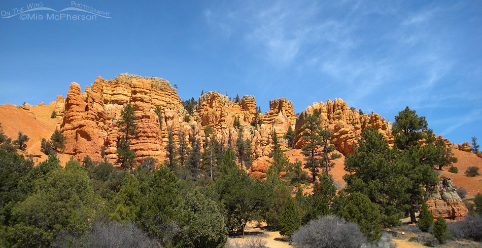 Spring view of Red Canyon, Red Canyon, Dixie National Forest, Garfield County, Utah