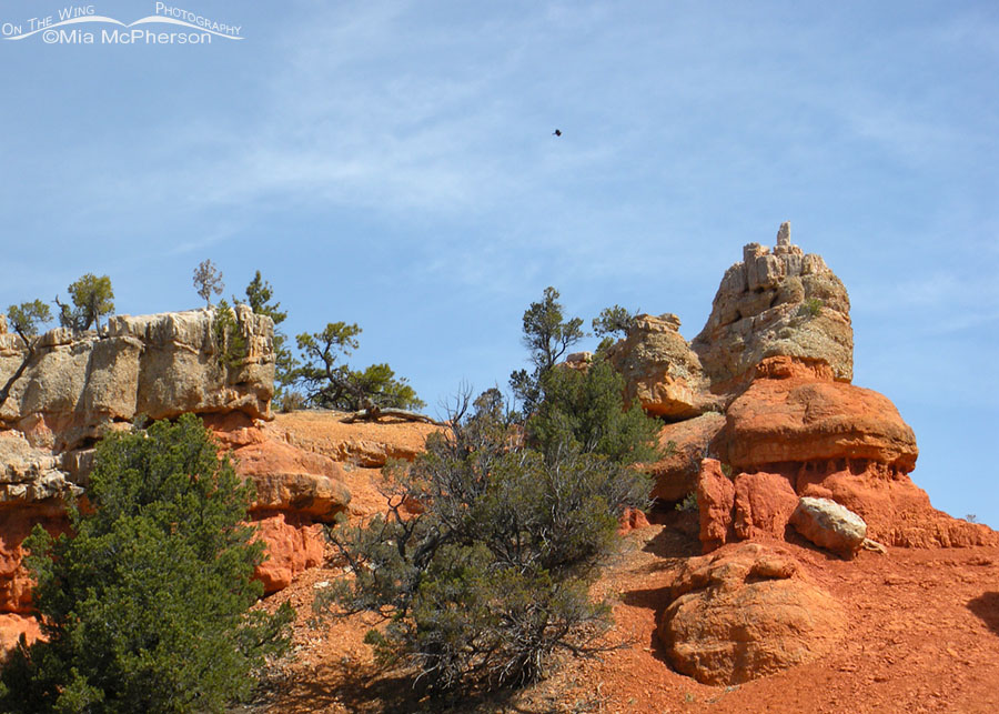 Red Canyon and a raven in flight, Red Canyon, Dixie National Forest, Garfield County, Utah