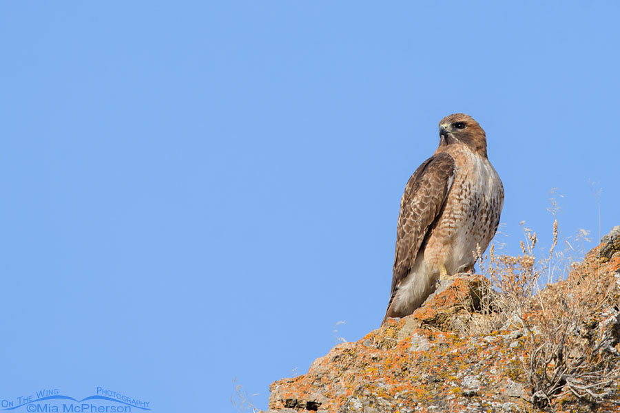 Adult Red-tailed Hawk on a colorful cliff face, Box Elder County, Utah