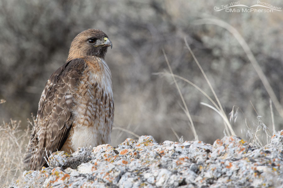 Adult Red-tailed Hawk up close, Box Elder County, Utah