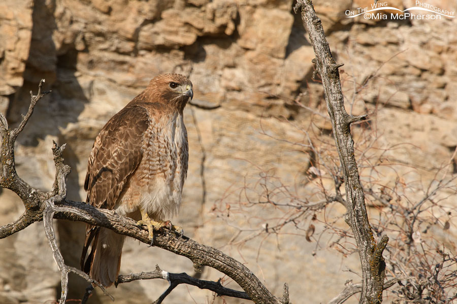 Female Red-tailed Hawk perched in front of a cliff, Box Elder County, Utah