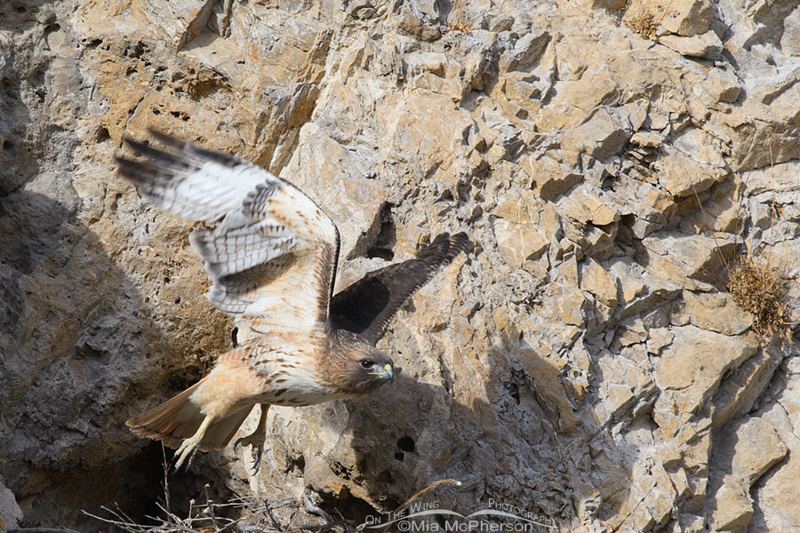 Red-tailed Hawk flying away from its nest, Box Elder County, Utah