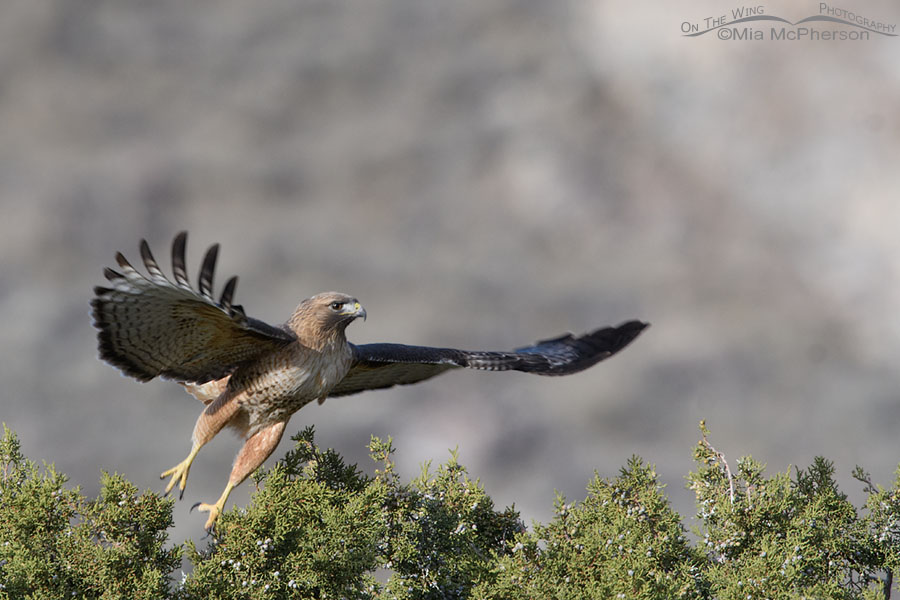 Red-tailed Hawk adult lifting off from a juniper, Box Elder County, Utah
