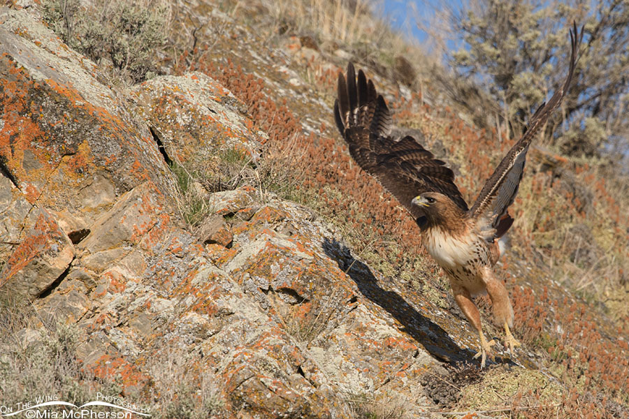 Male Red-tailed Hawk looking for nesting material, Box Elder County, Utah