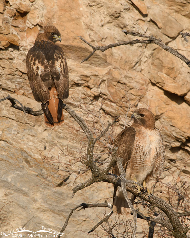 Light morph Red-tailed Hawk pair, Box Elder County, Utah