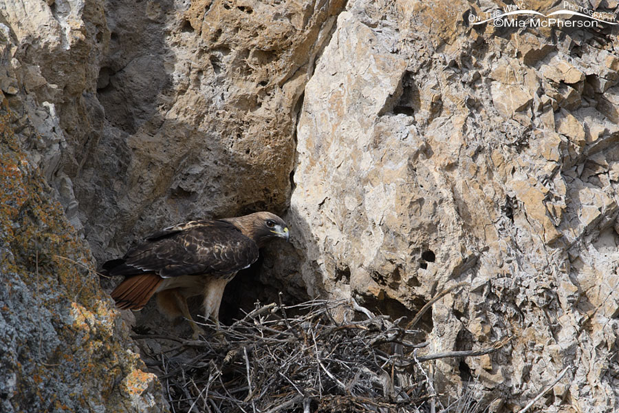 Red-tailed Hawk nest on a cliff, Box Elder County, Utah
