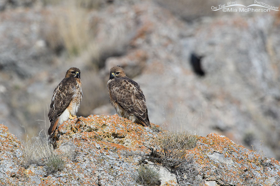 Pair of Red-tailed Hawks perched side by side, Box Elder County, Utah