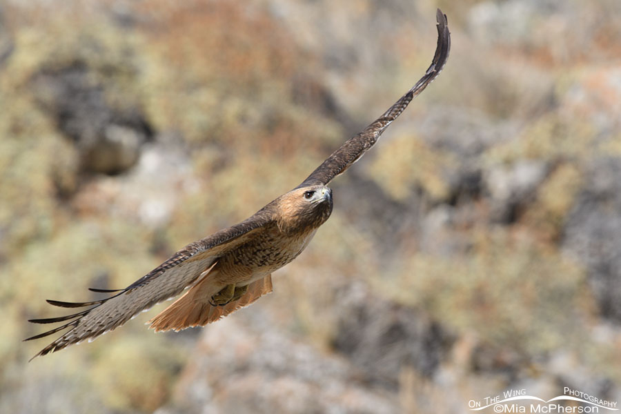 Adult Red-tailed Hawk in flight on a March morning, Box Elder County, Utah