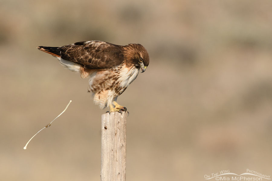 Defecating adult Red-tailed Hawk, Box Elder County, Utah