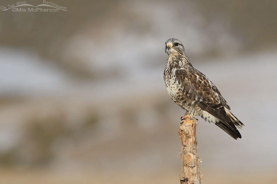 Alert Rough-legged Hawk male perched on a fence post, West Desert, Tooele County, Utah