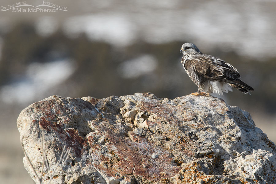 Male Rough-legged Hawk on top of a large boulder, West Desert, Tooele County, Utah