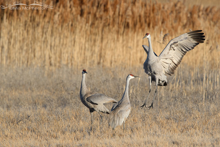 Three Sandhill Cranes displaying in the marsh at Bear River MBR, Box Elder County, Utah