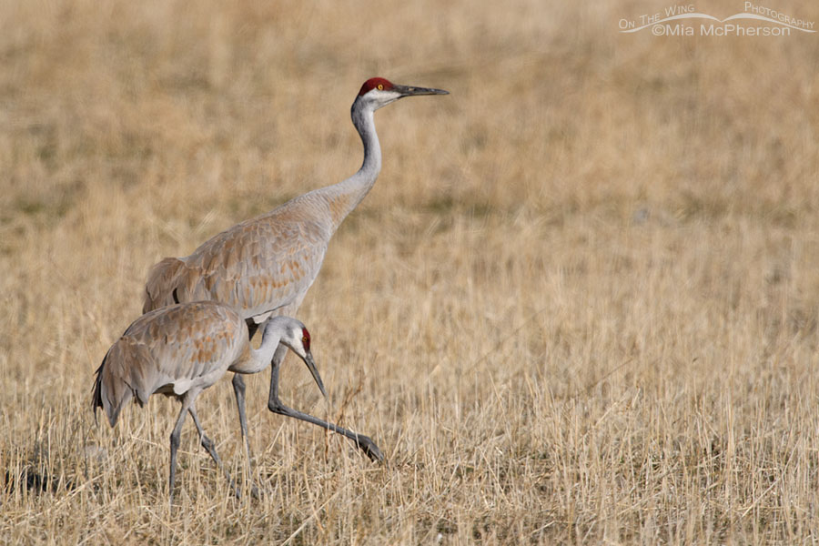 Greater and Lesser Sandhill Cranes in a field, Box Elder County, Utah