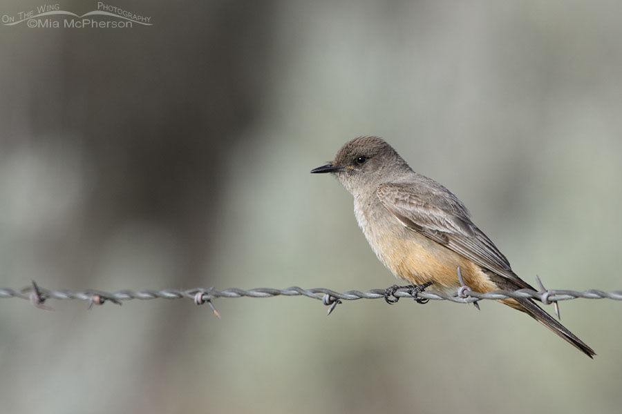 Adult Say's Phoebe perched on a barbed wire fence, Box Elder County, Utah