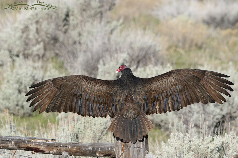 Spring Turkey Vulture on a fence post, Box Elder County, Utah