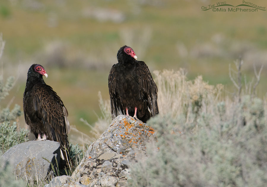 Spring Turkey Vultures on a hillside, Box Elder County, Utah