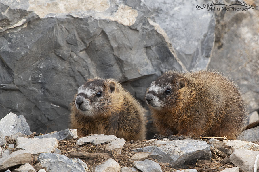 Yellow-bellied Marmot pups at the entrance to their burrow, Box Elder County, Utah