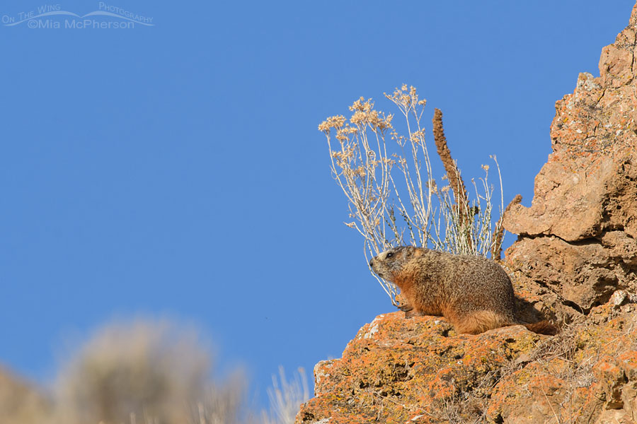 Yellow-bellied Marmot resting on a cliff, Box Elder County, Utah