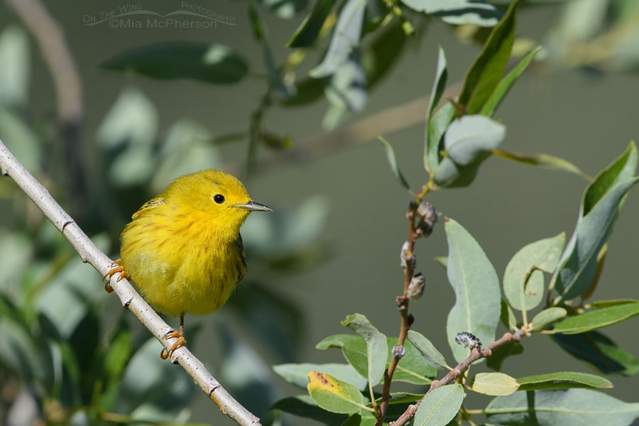 Adult Male Yellow Warbler perched in morning light, Wasatch Mountains, Summit County, Utah