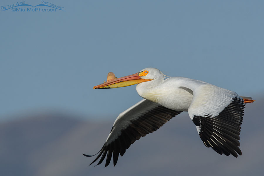 Spring American White Pelican in flight, Bear River Migratory Bird Refuge, Box Elder County, Utah
