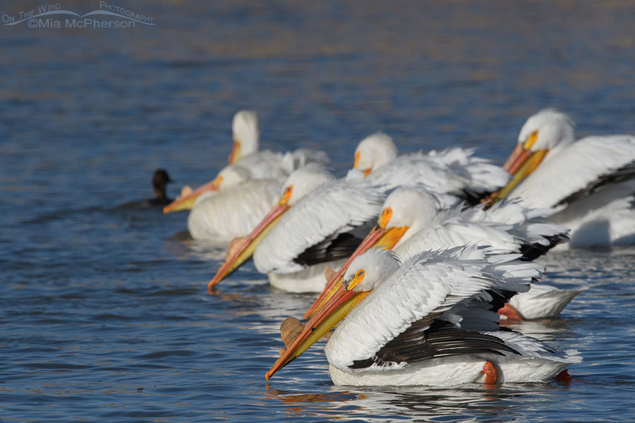 Adult American White Pelican flock at Bear River, Bear River Migratory Bird Refuge, Box Elder County, Utah