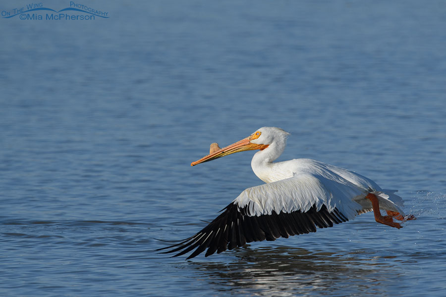 Adult American White Pelican lift off at Bear River, Bear River Migratory Bird Refuge, Box Elder County, Utah