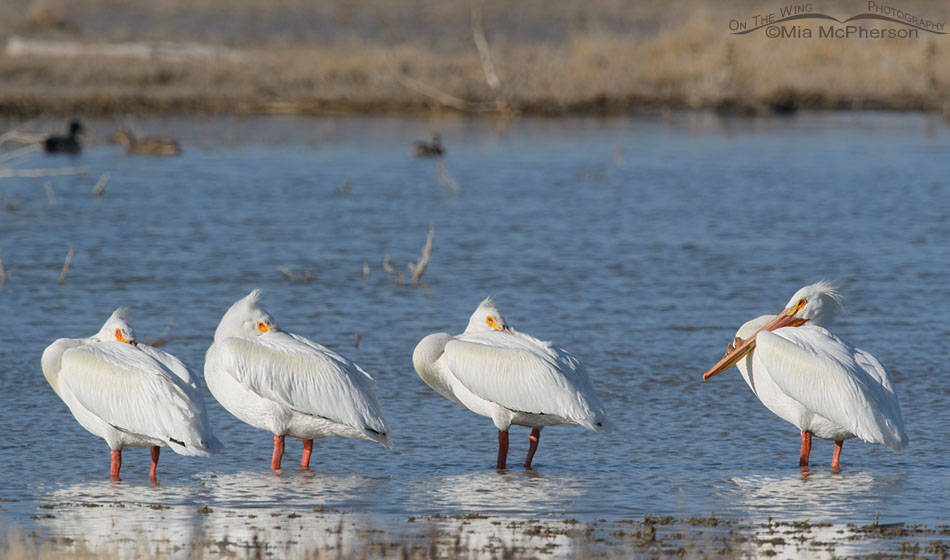 Four resting American White Pelicans, Bear River Migratory Bird Refuge, Box Elder County, Utah