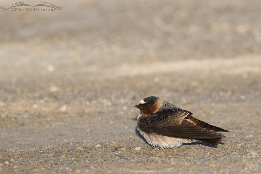 Cliff Swallow warming up on a dirt road, Bear River Migratory Bird Refuge, Box Elder County, Utah