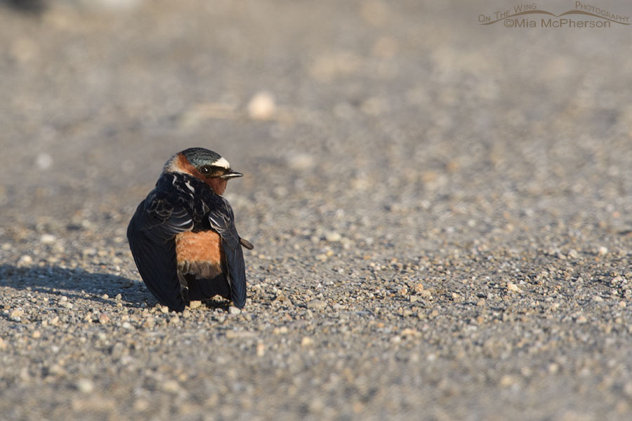 Back view of an adult Cliff Swallow, Bear River Migratory Bird Refuge, Box Elder County, Utah