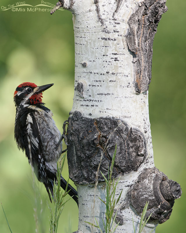 Red-naped Sapsucker male clinging to an aspen, Uinta National Forest, Summit County, Utah