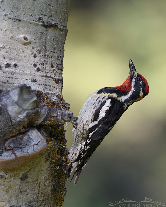 Adult Red-naped Sapsucker with prey on the nest tree, Targhee National Forest, Clark County, Idaho