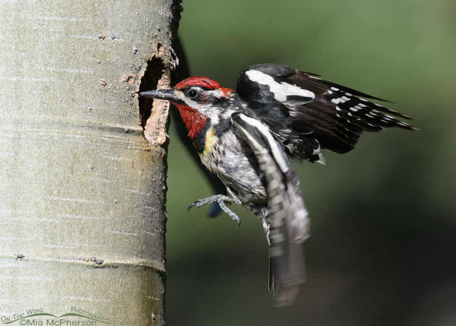 Adult Red-naped Sapsucker leaving the nesting cavity, Targhee National Forest, Clark County, Idaho