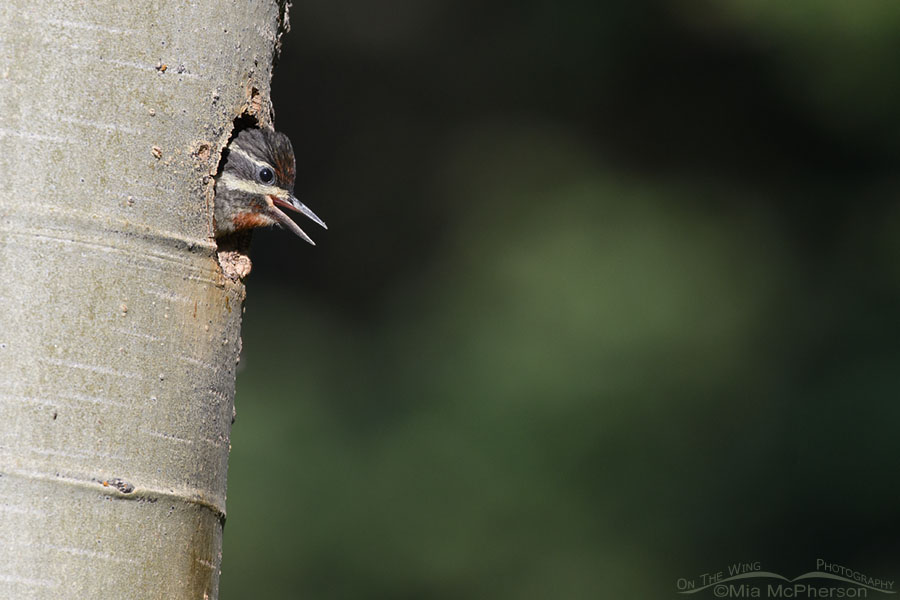 Red-naped Sapsucker chick begging from the nest, Targhee National Forest, Clark County, Idaho