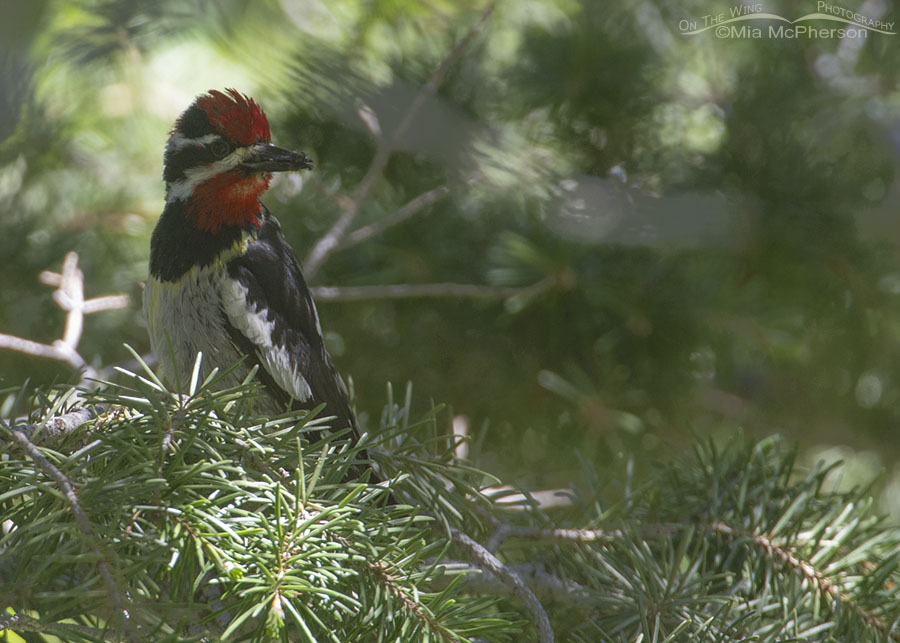 Red-naped Sapsucker with prey in the shadows, Modoc Creek, Targhee National Forest, Clark County, Idaho