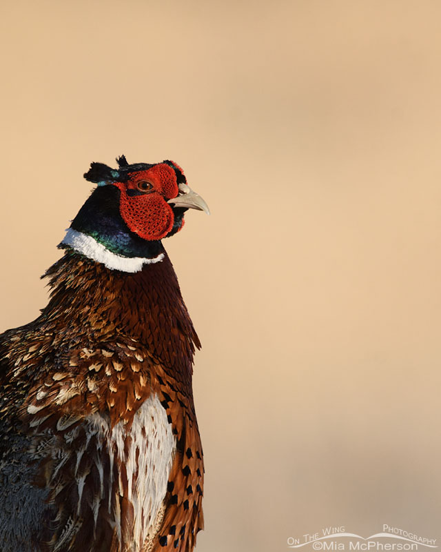 Spring male Ring-necked Pheasant close up, Box Elder County, Utah
